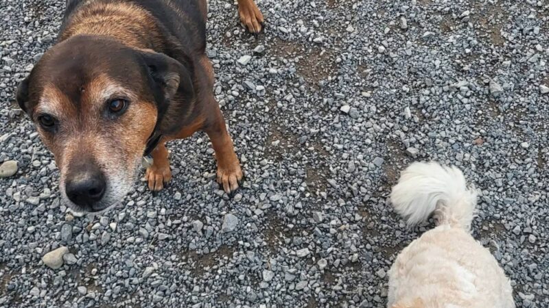 Darlington Paws - Beaver Falls, PA