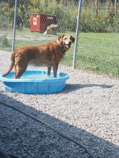 Darlington Paws - Beaver Falls, PA