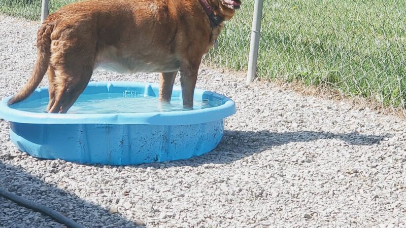 Darlington Paws - Beaver Falls, PA