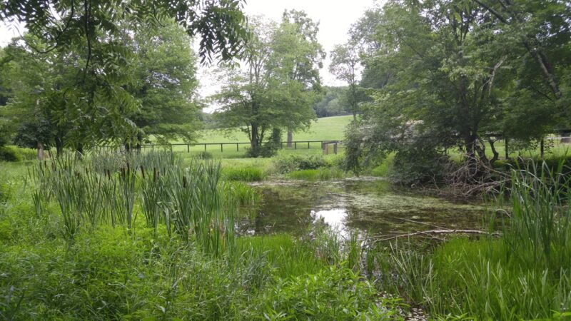 Guard Hill Preserve - Bedford, NY