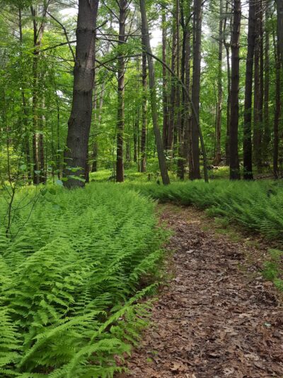 Guard Hill Preserve - Bedford, NY