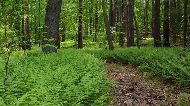 Guard Hill Preserve - Bedford, NY
