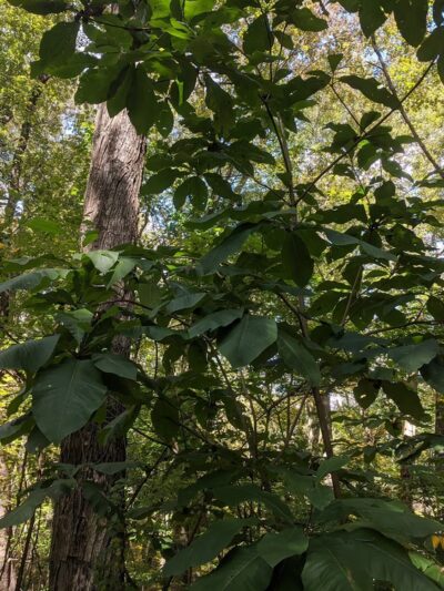 Guard Hill Preserve - Bedford, NY
