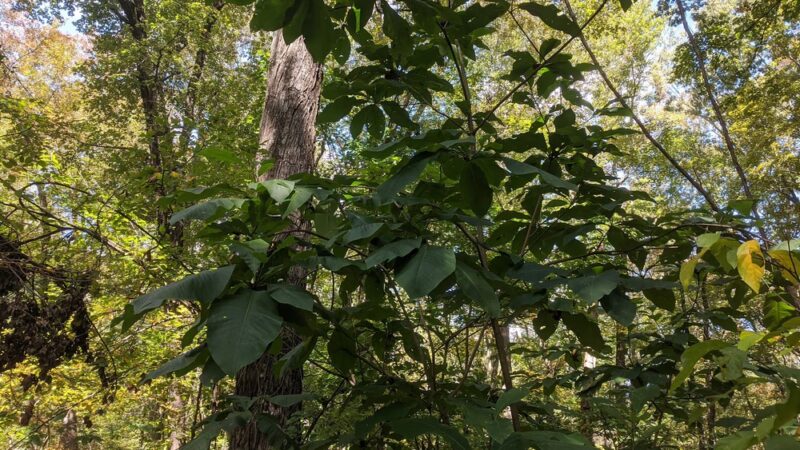 Guard Hill Preserve - Bedford, NY