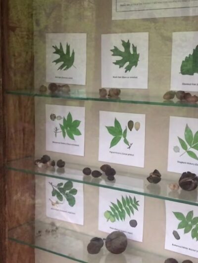 Mianus River Gorge Preserve - Bedford, NY