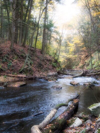 Mianus River Gorge Preserve - Bedford, NY