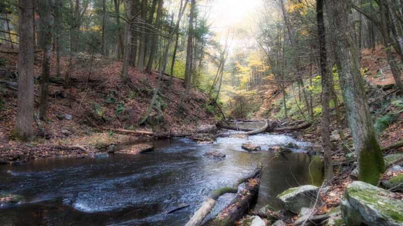 Mianus River Gorge Preserve - Bedford, NY