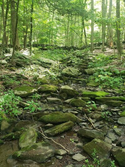 Mianus River Gorge Preserve - Bedford, NY