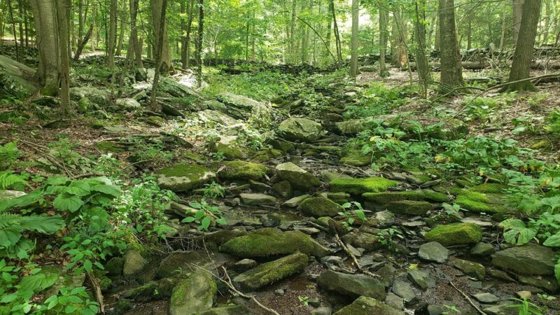 Mianus River Gorge Preserve - Bedford, NY