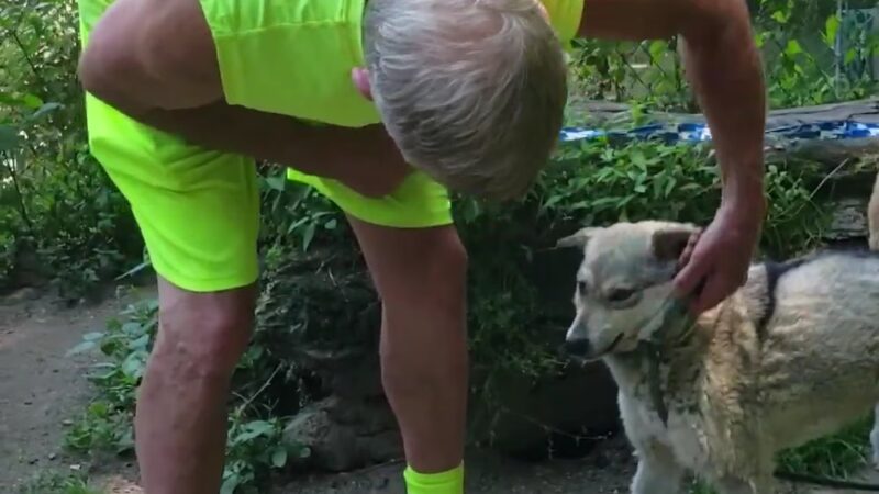 Northwind Kennels - Bedford, NY