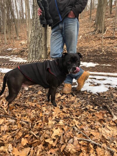 Northwind Kennels - Bedford, NY