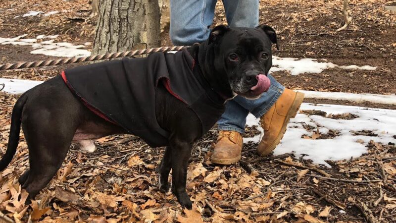 Northwind Kennels - Bedford, NY