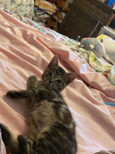 Northwind Kennels - Bedford, NY