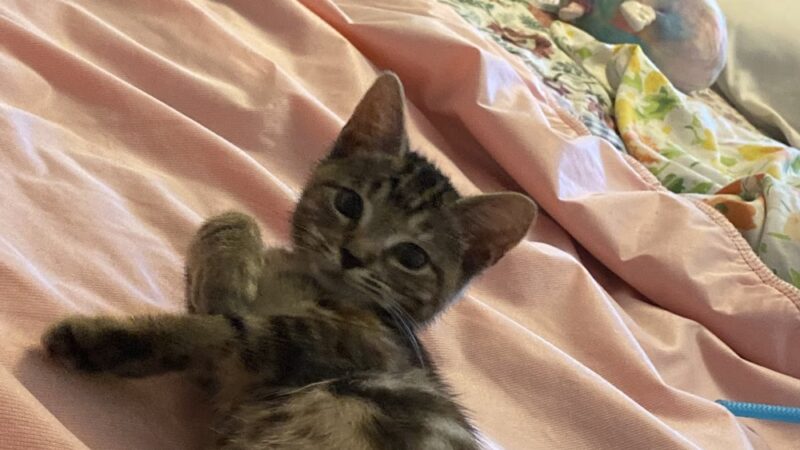 Northwind Kennels - Bedford, NY