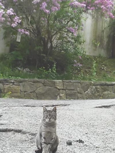 Northwind Kennels - Bedford, NY