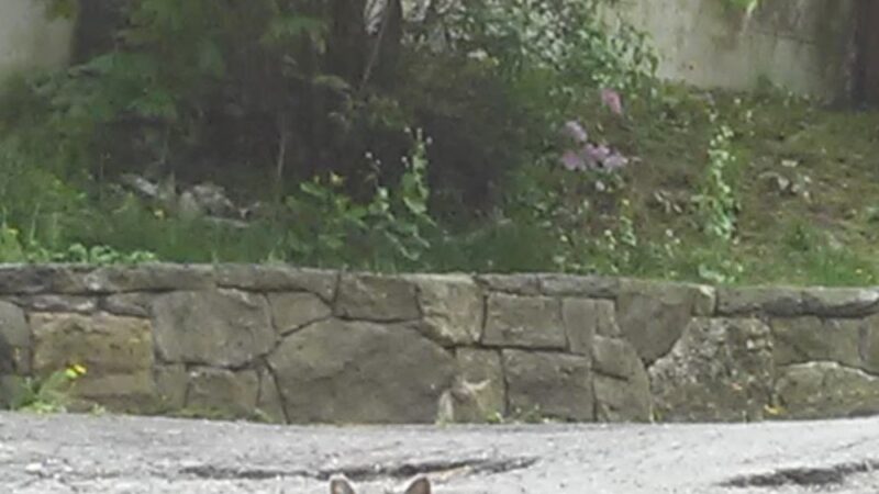 Northwind Kennels - Bedford, NY