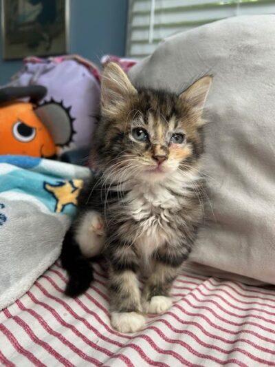 Rescue Right - Bedford, NY