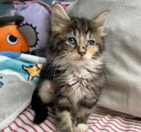 Rescue Right - Bedford, NY