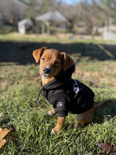 Rescue Right - Bedford, NY