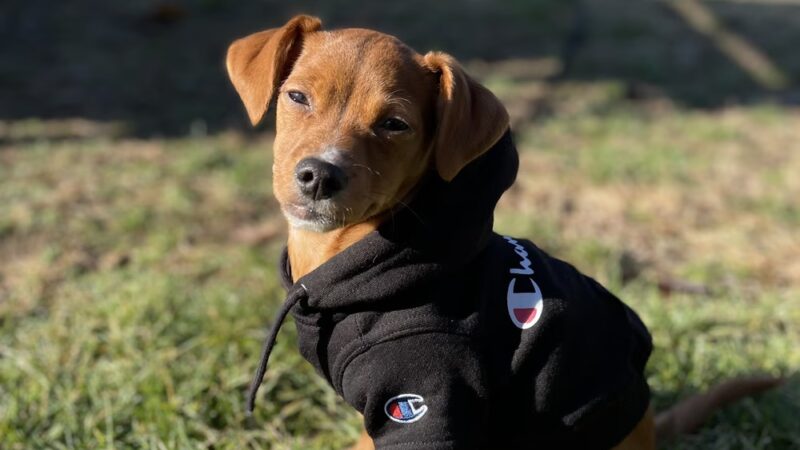 Rescue Right - Bedford, NY