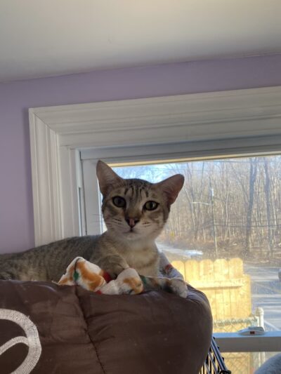 Rescue Right - Bedford, NY