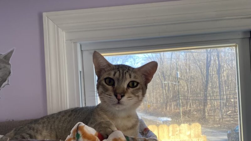 Rescue Right - Bedford, NY