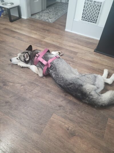 Rescue Right - Bedford, NY