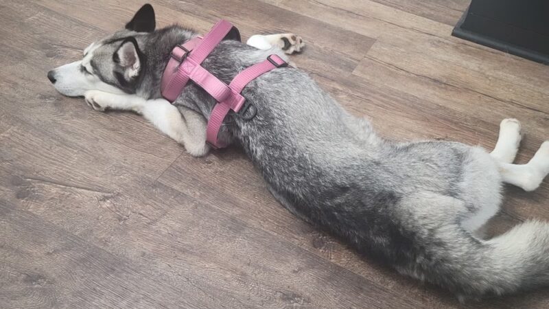 Rescue Right - Bedford, NY