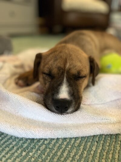 Rescue Right - Bedford, NY