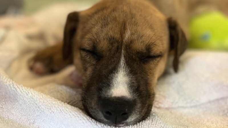 Rescue Right - Bedford, NY