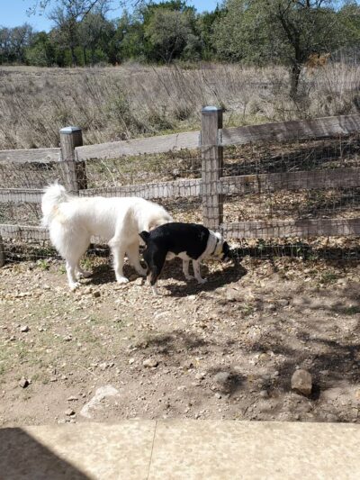 City of Bee Cave Dog Park - Bee Cave, TX