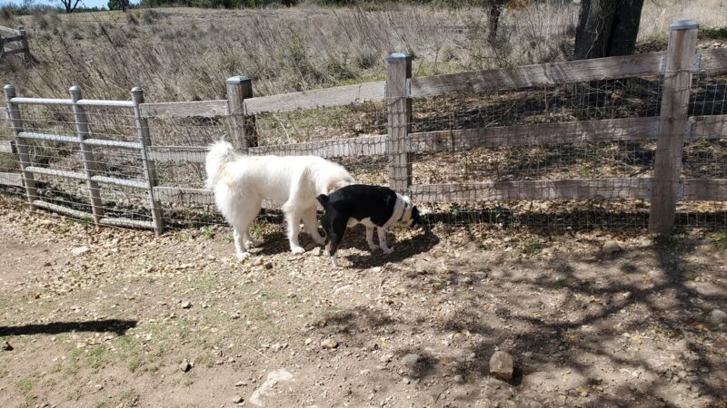 City of Bee Cave Dog Park - Bee Cave, TX