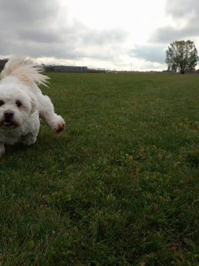 Pepi's Playground - Belgium, WI