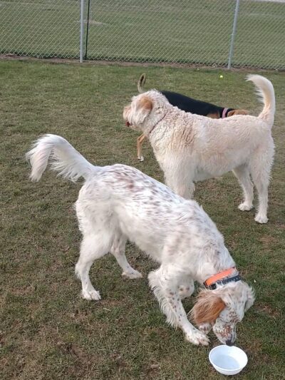 Pepi's Playground - Belgium, WI