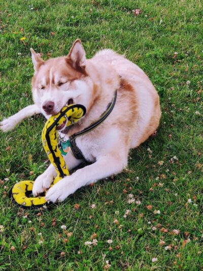 Pepi's Playground - Belgium, WI