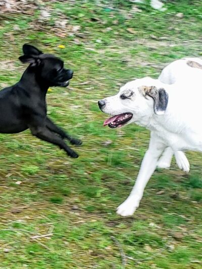 Animal Friends of Barbour County - Belington, WV