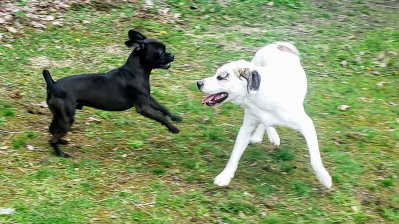 Animal Friends of Barbour County - Belington, WV