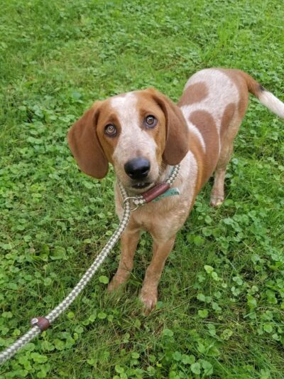 Animal Friends of Barbour County - Belington, WV