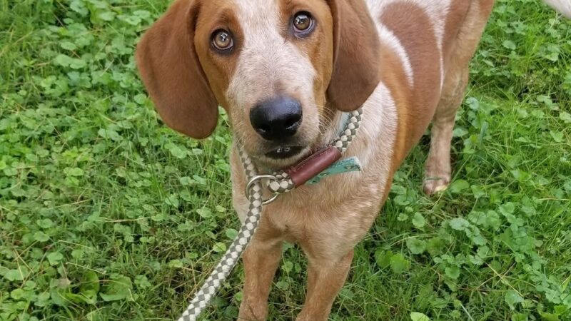 Animal Friends of Barbour County - Belington, WV