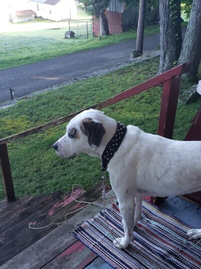 Animal Friends of Barbour County - Belington, WV