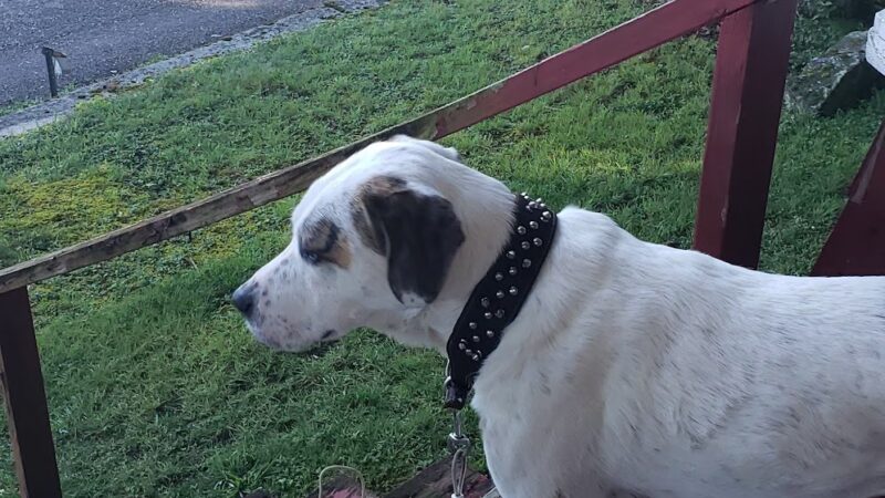 Animal Friends of Barbour County - Belington, WV