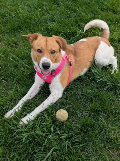 Animal Friends of Barbour County - Belington, WV