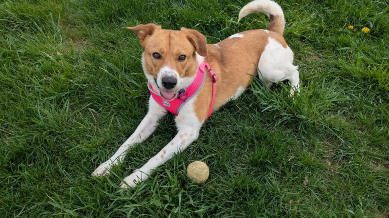 Animal Friends of Barbour County - Belington, WV