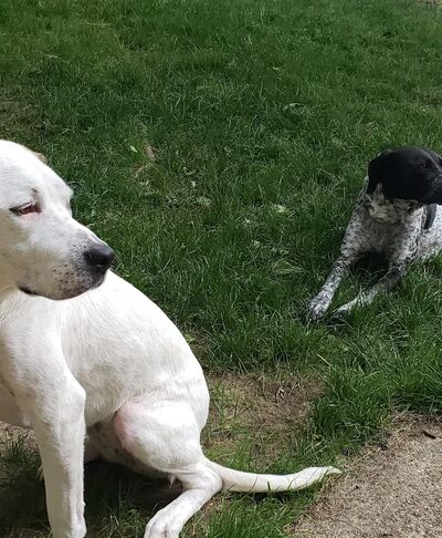 Animal Friends of Barbour County - Belington, WV