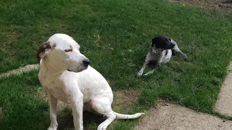 Animal Friends of Barbour County - Belington, WV