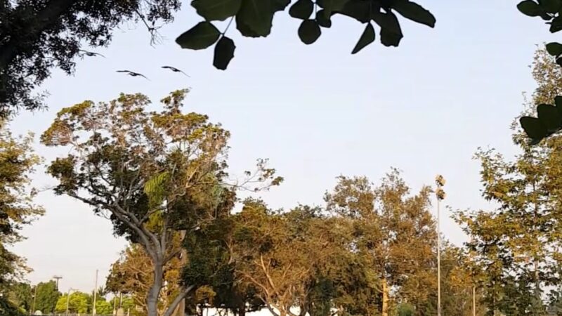 Bell Gardens Veterans Park - Bell Gardens, CA