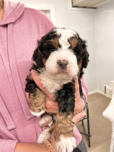 Pencroft Farm - Belleville, PA