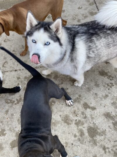 Charlie's Bark Park - Belleville - Belleville, WI