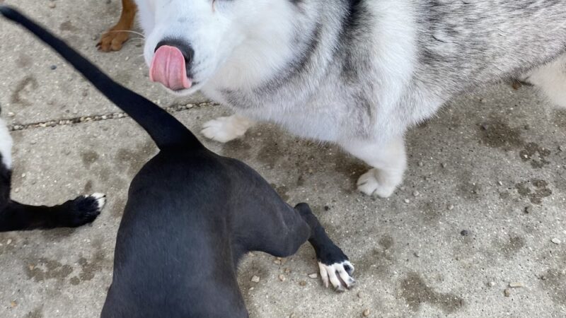 Charlie's Bark Park - Belleville - Belleville, WI
