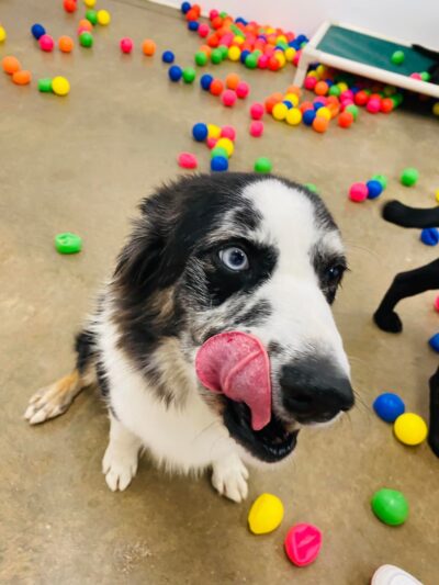 Charlie's Bark Park - Belleville - Belleville, WI